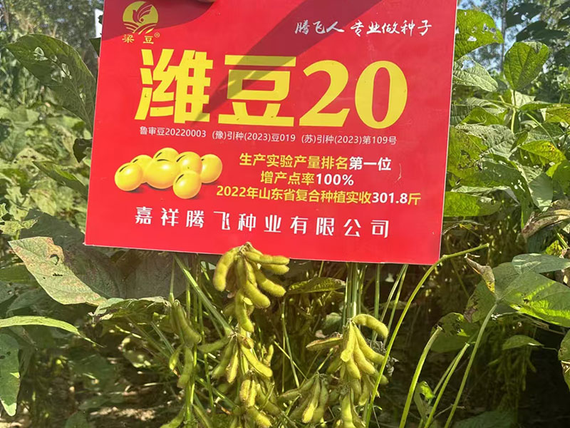 潍豆20