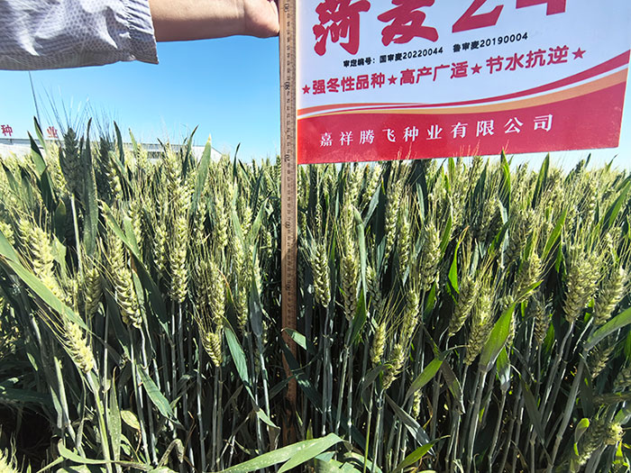 菏麦24
